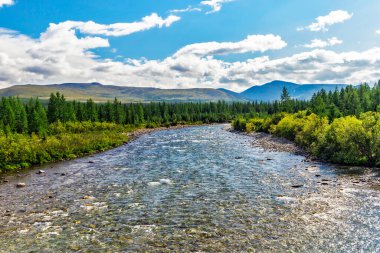 Kutup altı Urallar 'daki bir orman bölgesinde bir yaz gününde güzel bir kuzey nehri.