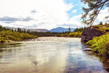 Kutup altı Urallar 'daki bir orman bölgesinde bir yaz gününde güzel bir kuzey nehri.