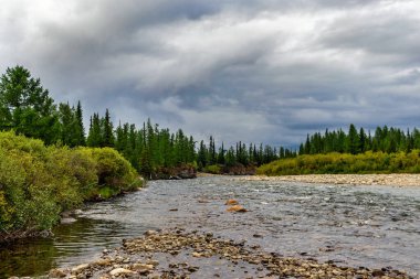 Kuzey nehri, Kuzey Kutup altı Urallar 'daki orman bölgesinde kasvetli bir günde