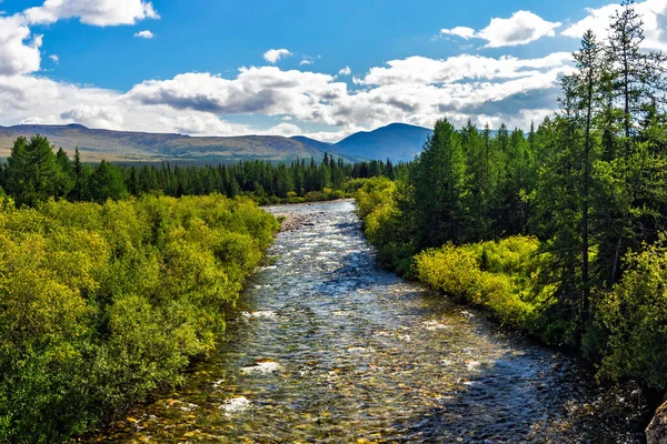 夏天的一天 美丽的北河在亚极区的森林里 — 图库照片