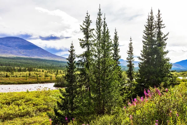 North River Forest Area Subpolar Urals Summer Day — Stock Photo, Image