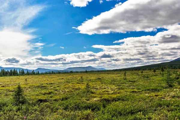 Toundra Subpolaire Forêt Conifères Chaîne Montagnes Lointaines Dans Oural Jour — Photo