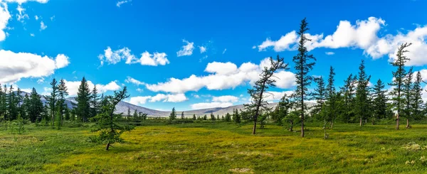 Forêt Conifères Toundra Subpolaire Chaîne Montagnes Lointaine Dans Oural Jour — Photo