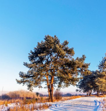 Çam ağaçlarıyla donuk ve güneşli bir kış günü manzarası