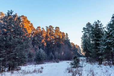 Çam ağaçlarıyla donuk bir kış sabahı şafakta manzara