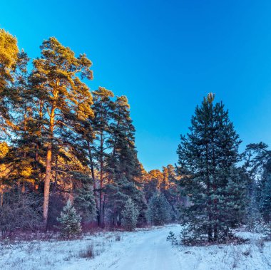 Çam ağaçlarıyla donuk bir kış sabahı şafakta manzara