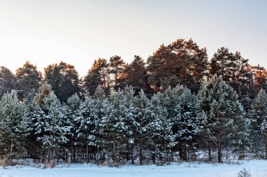 Çam ağaçlarıyla donuk bir kış akşamında gün batımında manzara