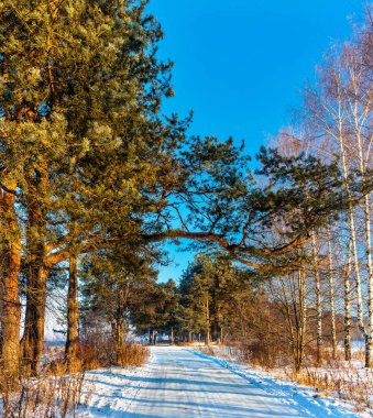 Buzlu ve güneşli bir kış gününde, çam ormanlarında yol manzarası