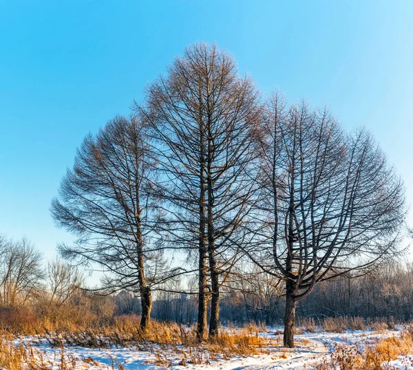 Landscape Three Larch Trees Frosty Sunny Winter Day — Stock Photo, Image