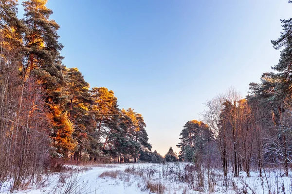 Landschaft Mit Kiefern Einem Frostigen Wintermorgen Morgengrauen — Stockfoto