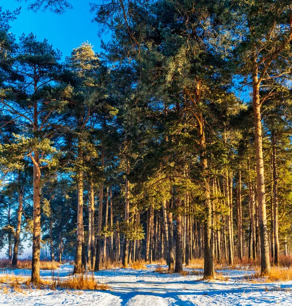 Landscape Road Pine Forest Frosty Sunny Winter Day — Stock Photo, Image