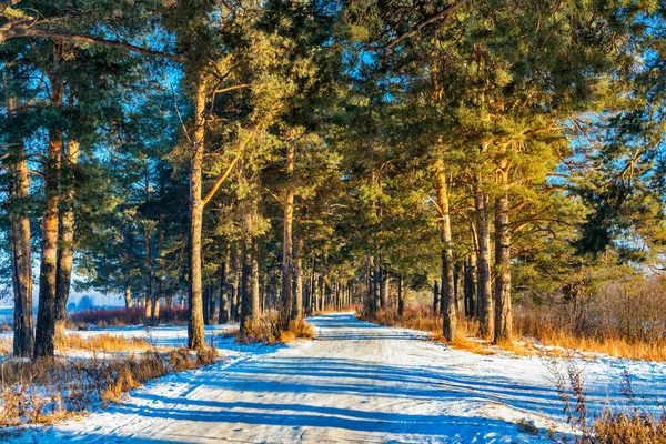 阳光明媚的冬日 松林中的风景与道路 — 图库照片