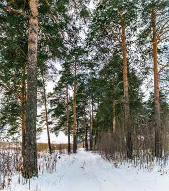 Bir kış günü, karlı bir çam ormanında yol.