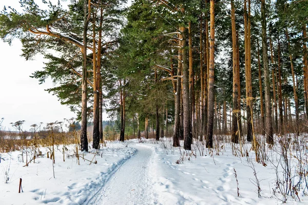 Stig i en snöig tallskog en vinterdag — Stockfoto