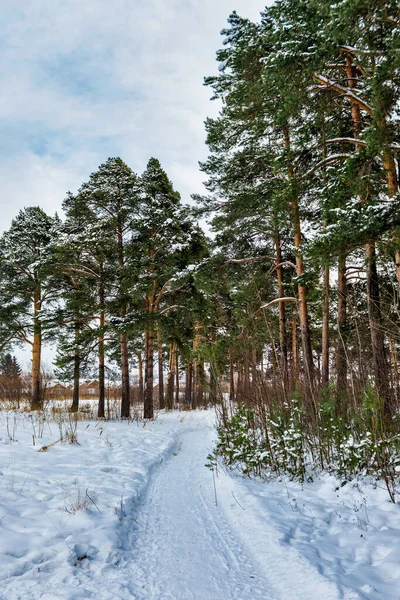 Stig i en snöig tallskog en vinterdag — Stockfoto