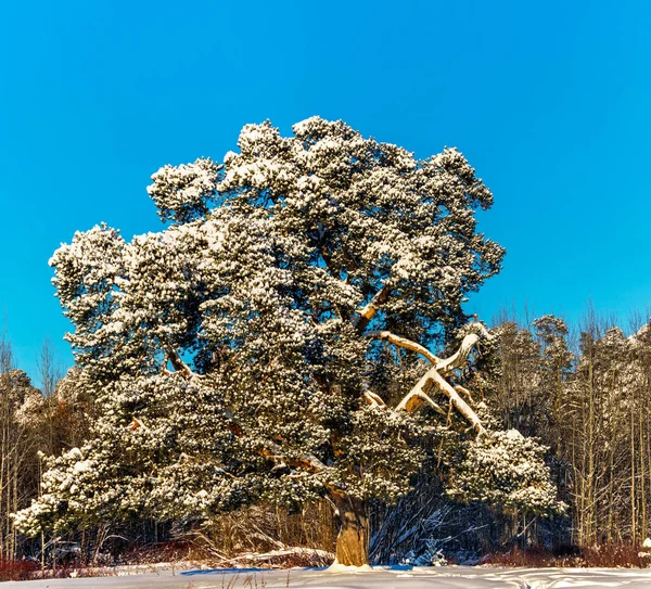 Pine tree on a frosty and sunny winter day — Stock Photo, Image