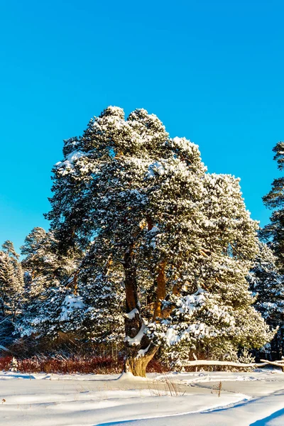 Pine tree on a frosty and sunny winter day — Stock Photo, Image