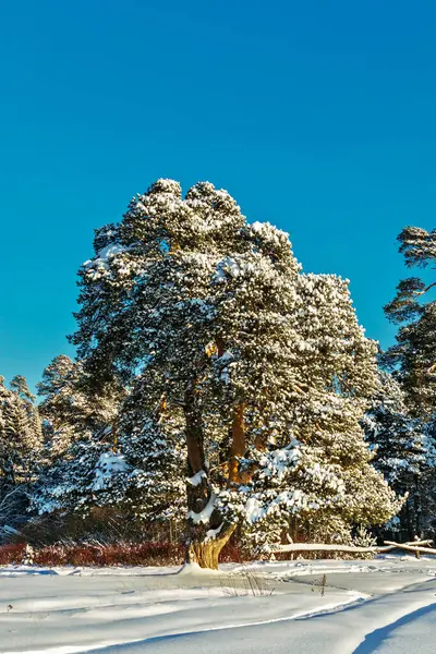 Pine tree on a frosty and sunny winter day — Stock Photo, Image