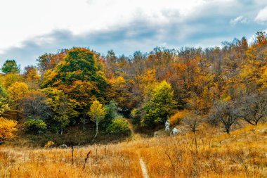 Bir sonbahar günü etrafı ağaçlarla çevrili bir mağarası olan orman manzarası.