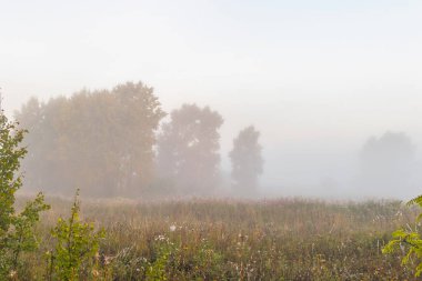 Sisin içindeki ağaç siluetleri Bir yaz sabahı erken saatlerde