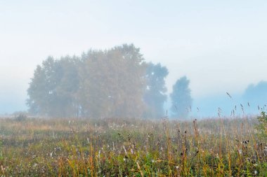 Sisin içindeki ağaç siluetleri Bir yaz sabahı erken saatlerde