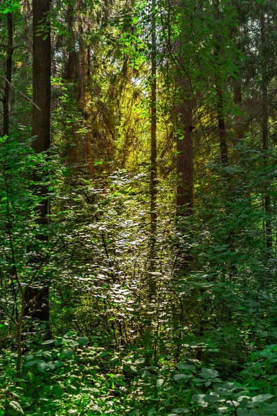 Paisagem Uma Floresta Conífera Selvagem Dia Verão — Fotografia de Stock