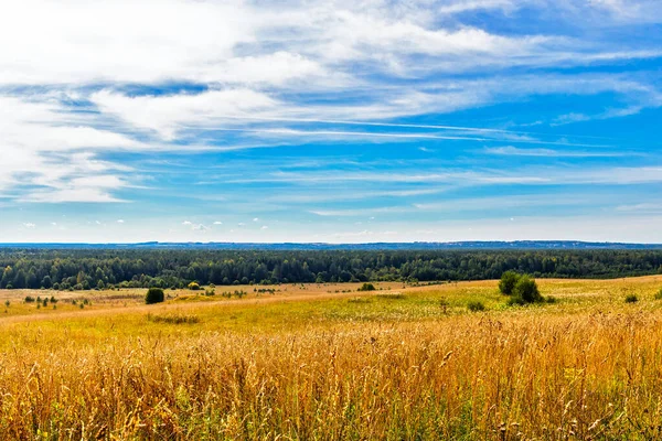 Zomer Landschap Met Veld Bos Aan Horizon — Stockfoto