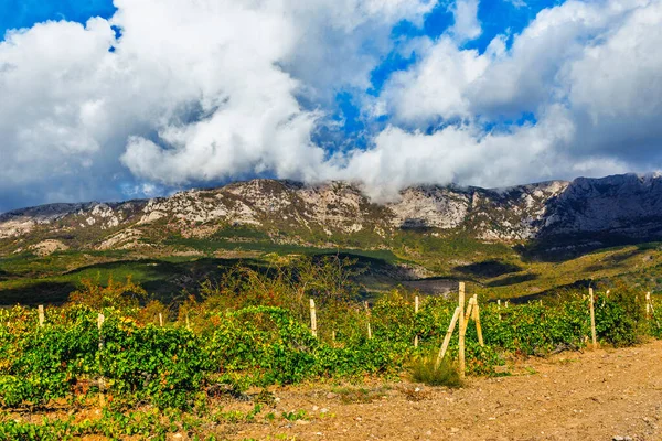 晴れた日にはクリミア半島のブドウ畑と山の風景 — ストック写真