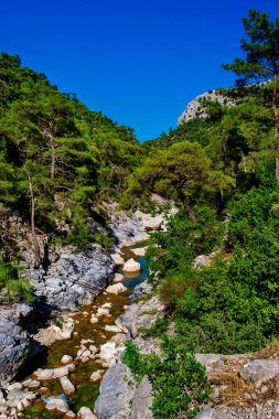 Güneşli bir yaz gününde dağlarla ve ebediyete kadar yeşil ormanlarla kaplı bir manzara.