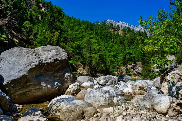 Krajina Horami Věčně Zeleným Lesem Slunečného Letního Dne — Stock fotografie