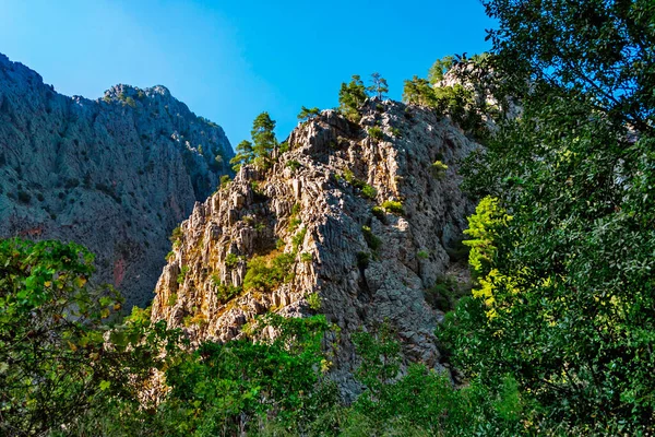 晴れた夏の日に険しい岩肌に松の木 — ストック写真