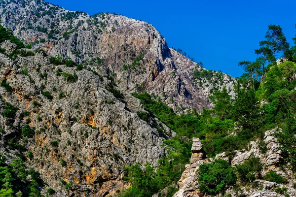 夏日阳光明媚 陡峭的岩石悬崖峭壁上的松树 — 图库照片