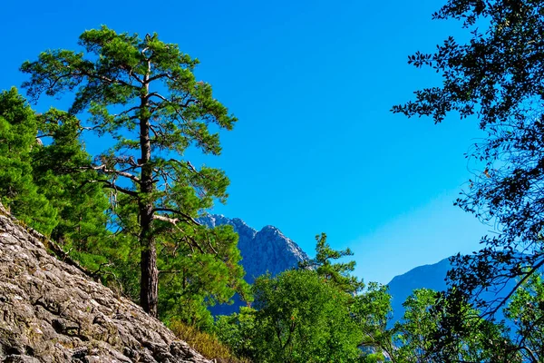 Landskap Med Berg Och Vintergrön Skog Solig Sommardag — Stockfoto