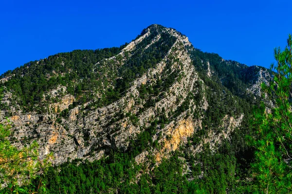 Пейзаж Горами Вечнозеленым Лесом Солнечный Летний День — стоковое фото