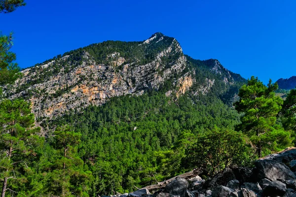 Güneşli Bir Yaz Gününde Dağlarla Ebediyete Kadar Yeşil Ormanlarla Kaplı — Stok fotoğraf