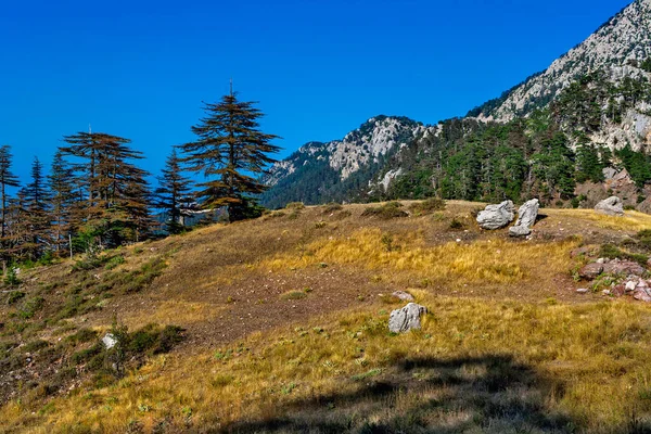 Dağlarda Büyük Çam Ağaçları Olan Manzara Güneşli Bir Yaz — Stok fotoğraf