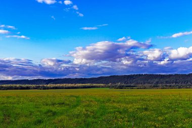 Uzakta kozalaklı bir ormanı olan çayır ve tepeler