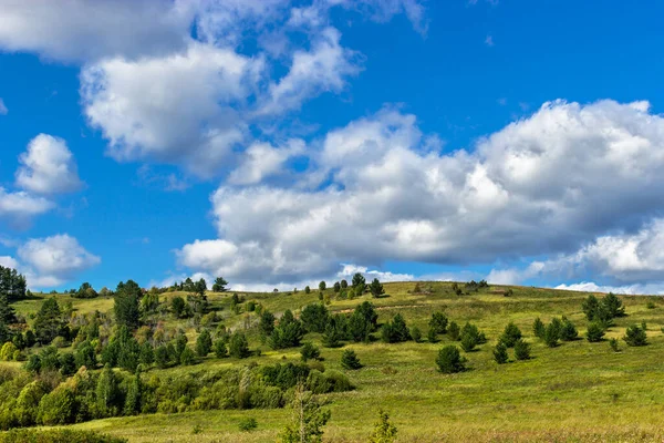 Gebüsch auf dem Hügel an einem sonnigen Sommertag — Stockfoto