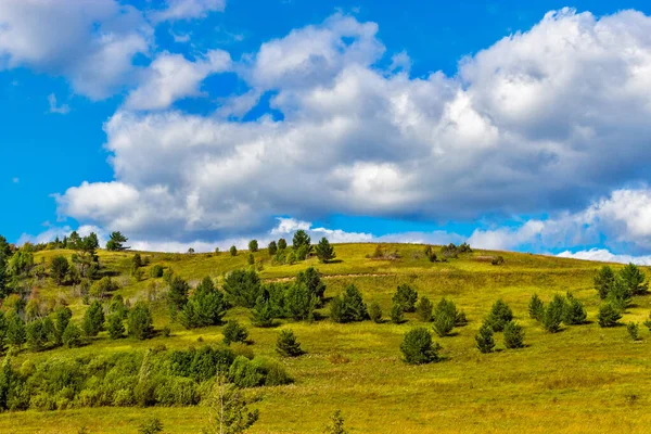 Matorrales de arbustos en la colina en un día soleado de verano — Foto de Stock