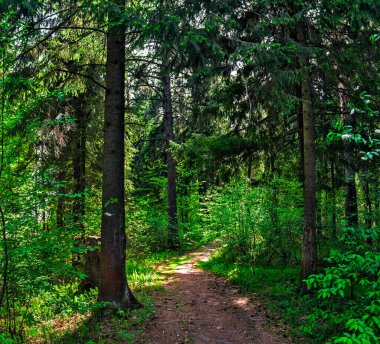 Güneşli bir yaz gününde ormandaki toprak yol