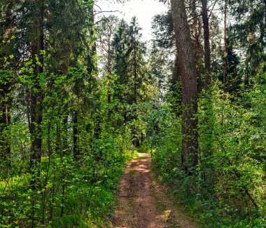 Güneşli bir yaz gününde ormandaki toprak yol