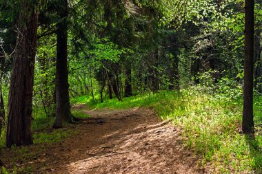 Güneşli bir yaz gününde ormandaki toprak yol