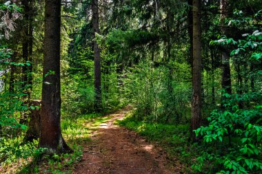 Güneşli bir yaz gününde ormandaki toprak yol