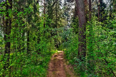Güneşli bir yaz gününde ormandaki toprak yol