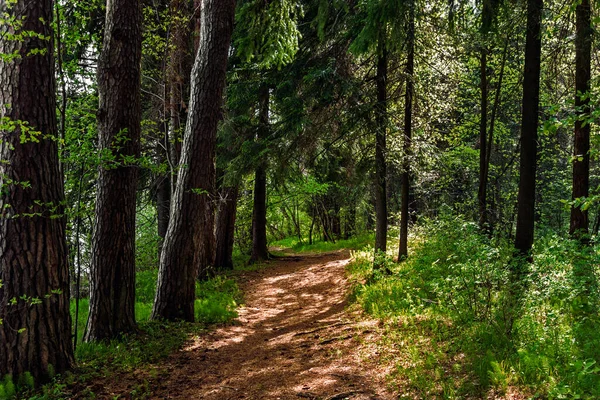 Брудна дорога в лісі в сонячний літній день — стокове фото