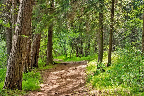 Grusväg i skogen en solig sommardag — Stockfoto