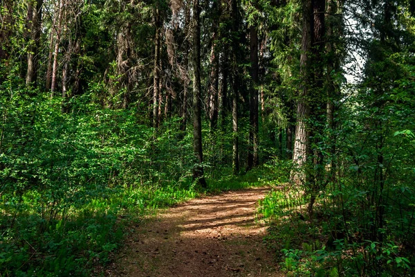 Feldweg im Wald an einem sonnigen Sommertag — Stockfoto