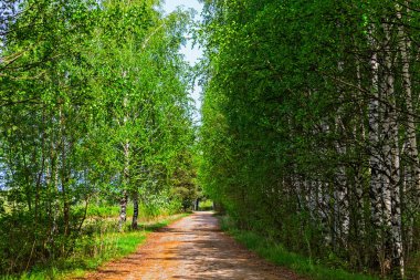 Güneşli bir yaz gününde huş ağacından bir sokak manzarası