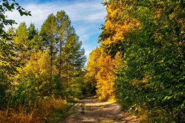 Kırsal alanda sonbahar ormanlarında bir patika var.