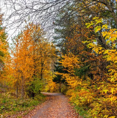Kırsal alanda sonbahar ormanlarında bir patika var.